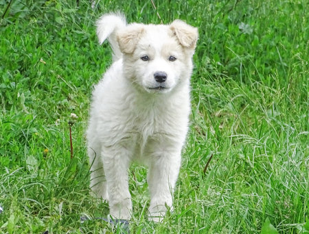 White dog in the grass
