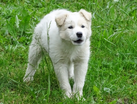 White dog in the grass