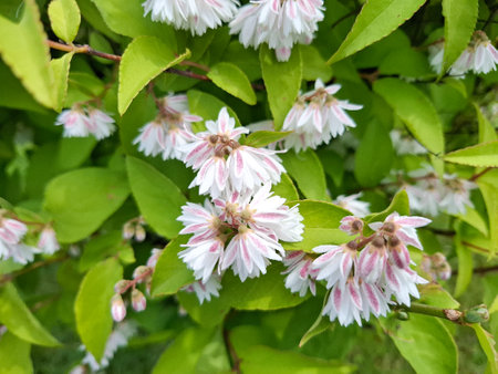 Deutzia blooming in Romaniaの写真素材