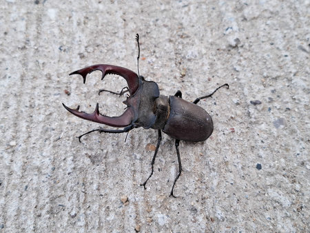 Stag beetle in Romania. Lucanus cervus