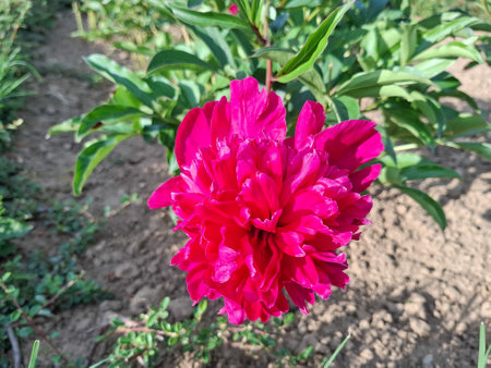 Peony in the summer in Romaniaの写真素材