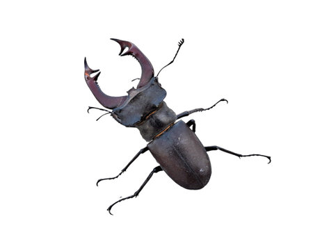 Stag beetle isolated on white. Lucanus cervus