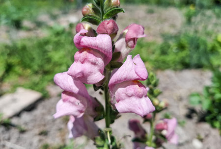 Snapdragon flower in the summer. Antirrhinumの写真素材