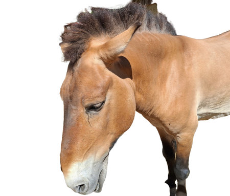 Przewalski horse isolated on white. Equus przewalskiiの写真素材