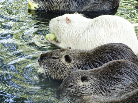 Group of Nutria in Romania. Myocastor coypusの写真素材