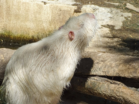 White Nutria in Romania. Myocastor coypusの写真素材