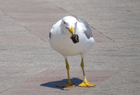Seagull in Constanta, Romania, during the summerの写真素材