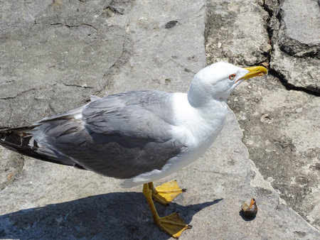 Seagull in Constanta, Romania, during the summerの写真素材