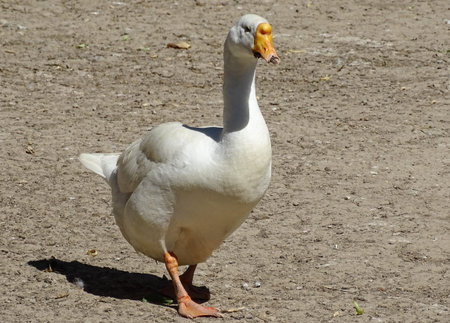 White goose in Romania. Animalの写真素材