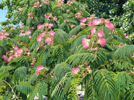 Mimosa tree in bloom in Romaniaの写真素材