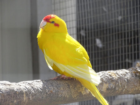 Kakariki parrot in Romania. Yellow parrot