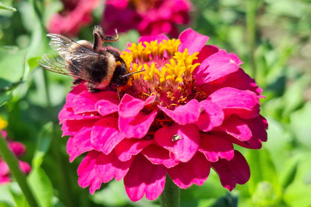 Bumblebee on a flower in summerの写真素材