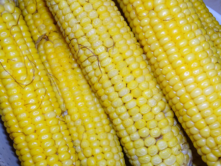 Pile of boiled corn. In Romania