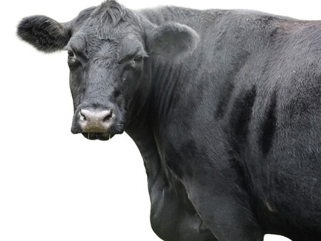 Black Angus cow isolated on whiteの写真素材