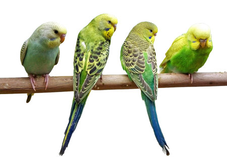 Budgerigars on a horizontal branch isolated on white. Melopsittacus undulatusの写真素材