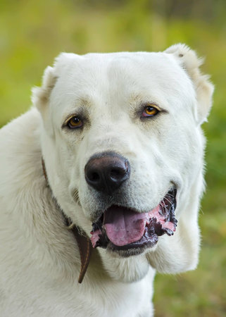 Muzzle dog looking straight on the background of grass