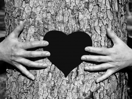 Hands on a tree St  Valentine s Dayの写真素材