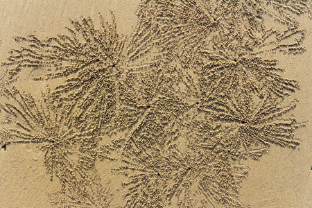 crab patterns