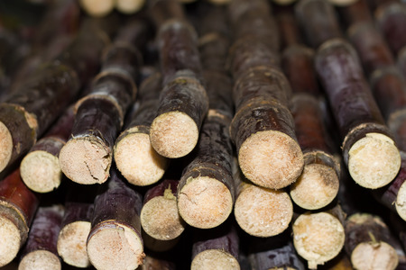 Fresh sugar caneの写真素材