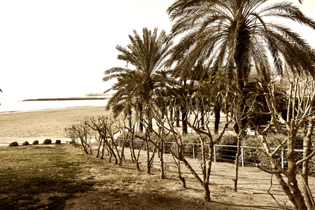 Barcelona beach with palm treesの写真素材