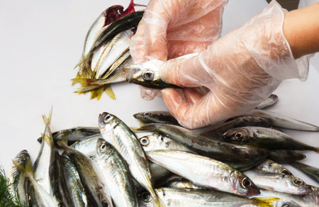 Black Sea fresh scad fishの写真素材