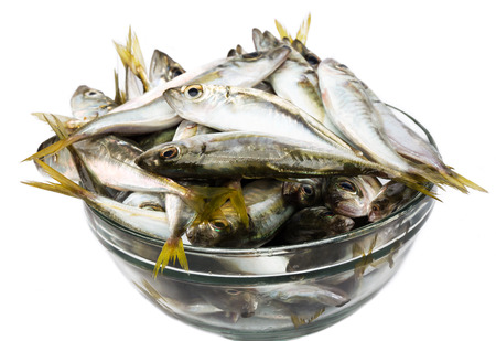 Black Sea fresh scad fishの写真素材