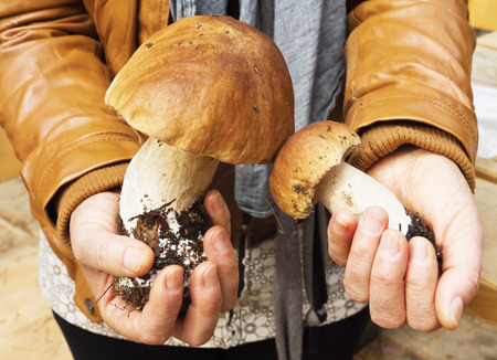 Boletus mushrooms in hands of womanの写真素材
