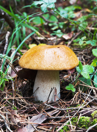 Boletus growing in the forest.の写真素材