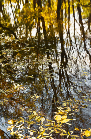 Leaves on the lake water, reflectionの写真素材