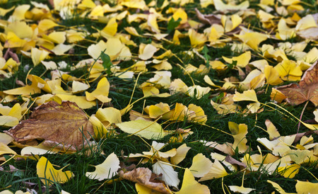 Autumn ginkgo leavesの写真素材