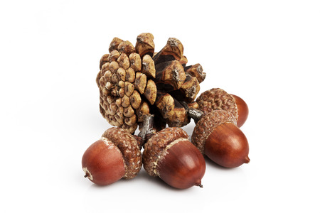 Pine cones and acorns on a white backgroundの写真素材