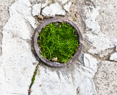 Green plant in wallの写真素材