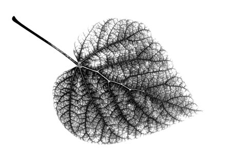 Leaf, black and white