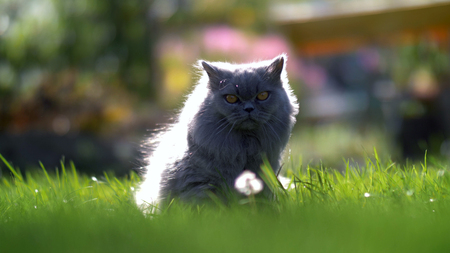 British cat standing on the grass outdoorsの写真素材
