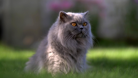 British cat standing on the grass outdoorsの写真素材