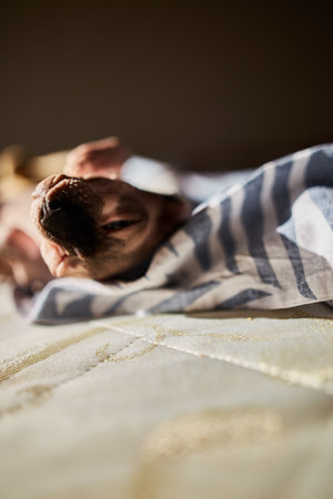A cat of the Canadian Sphynx breed is played on the bed in the morning. thoroughbred Sphynx cat close up. soft focus. Sphynx cat of light color with a dark noseの写真素材