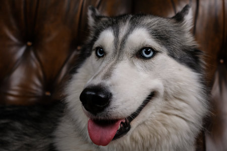 beautiful fluffy husky sits on a brown leather sofa. portrait of a husky dog close up. adult husky dogの写真素材