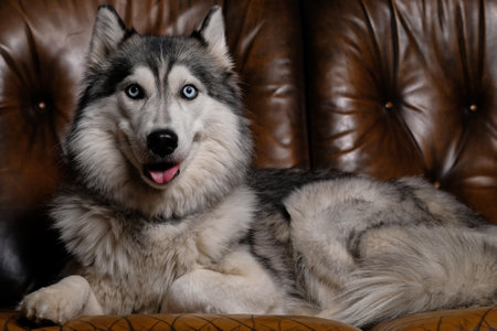 beautiful fluffy husky sits on a brown leather sofa. portrait of a husky dog close up. adult husky dogの写真素材