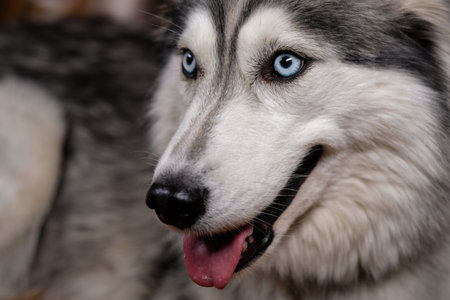 beautiful fluffy husky sits on a brown leather sofa. portrait of a husky dog close up. adult husky dogの写真素材
