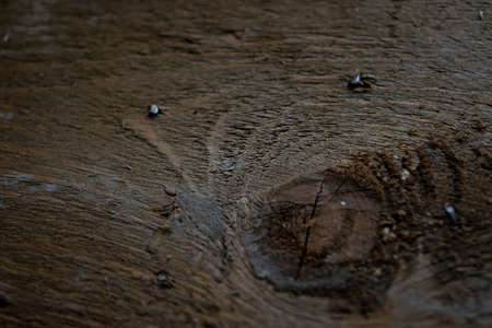 Natural Wood Texture Background. Almond Tree Wood Grained Texture. Dark Wooden Background. old scratched wooden oak board with cracks, vintage background. Old scratch wood wall texture backgroundの写真素材