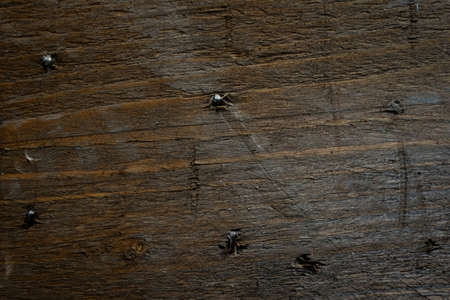 Natural Wood Texture Background. Almond Tree Wood Grained Texture. Dark Wooden Background. old scratched wooden oak board with cracks, vintage background. Old scratch wood wall texture backgroundの写真素材