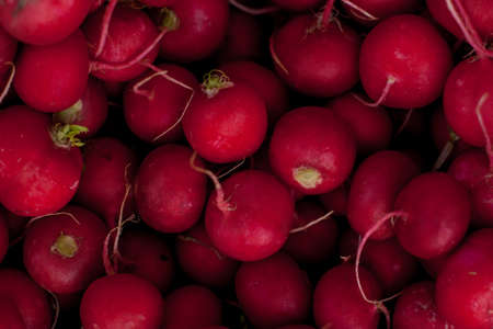 A pile of fresh raw red radish. Fresh radishes. A large bouquet of fresh beets and radish. radish in the basket. Close-up. Close-up of fresh red radish from the gardenの写真素材