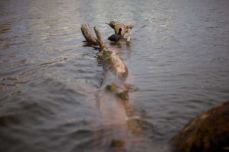 Black duck on a snag on the lake. Indo duck resting on a fallen tree in a river. Lake dwellers. Duck on a snag in the water.の写真素材