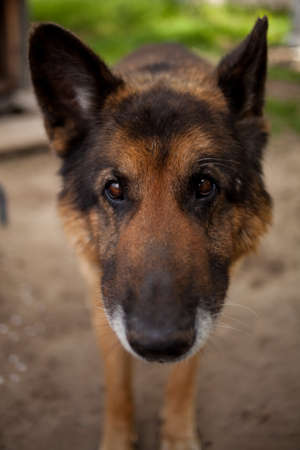 portrait of german shepherd dog. German Shepherd Dog head. portrait of german dogの写真素材