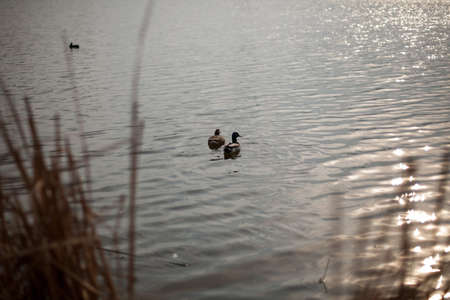 Wild ducks bathe in the lake. Mallard in the natural zone. Two ducks are swimming in the lake. Beautiful ducks floating on a lake, in a pond. Portrait of a natural pair of ducks during swimming.の写真素材