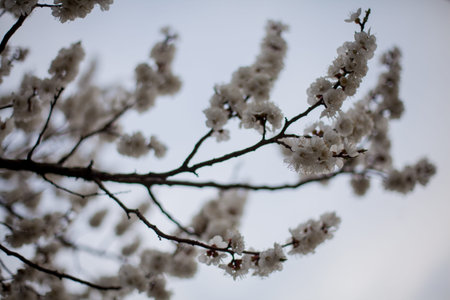 Beautiful apricot trees blossom in the garden. Shallow depth of field. Soft focus. Apricot tree,...