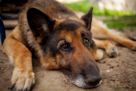 portrait of german shepherd dog. German Shepherd Dog head. portrait of german dogの写真素材