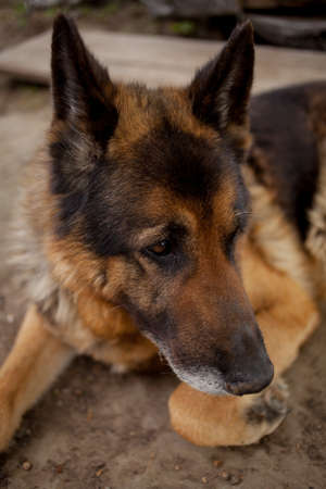 portrait of german shepherd dog. German Shepherd Dog head. portrait of german dogの写真素材