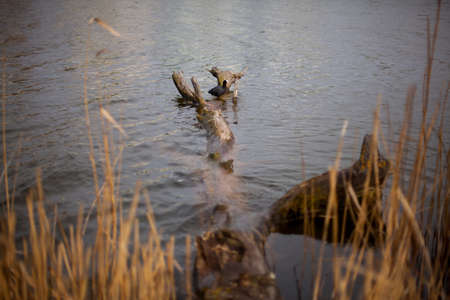 Black duck on a snag on the lake. Indo duck resting on a fallen tree in a river. Lake dwellers. Duck on a snag in the water.の写真素材