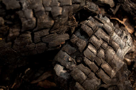 A piece of wood burned like an abstract background. Burning charcoal. Backgrounds with coal. Abstract background Black charcoal. Burnt wood texture background. Fire, log, forest, fire.の写真素材
